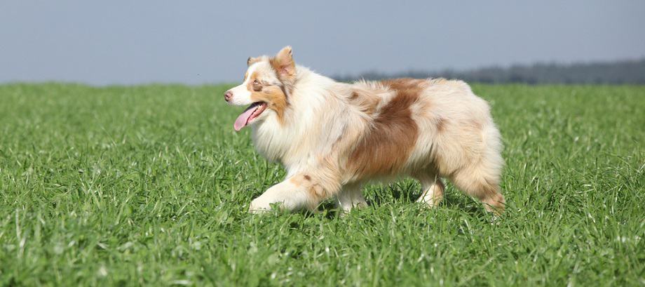 How Big Do Australian Shepherds Get