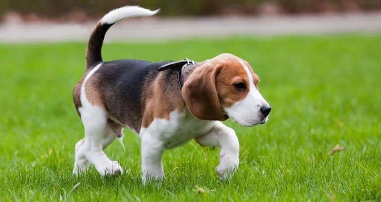Beagle Growth Chart & Size Chart | How Big Do Beagles Get