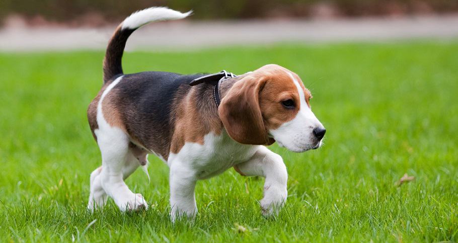  Qué Tan Grandes Son Los Beagles