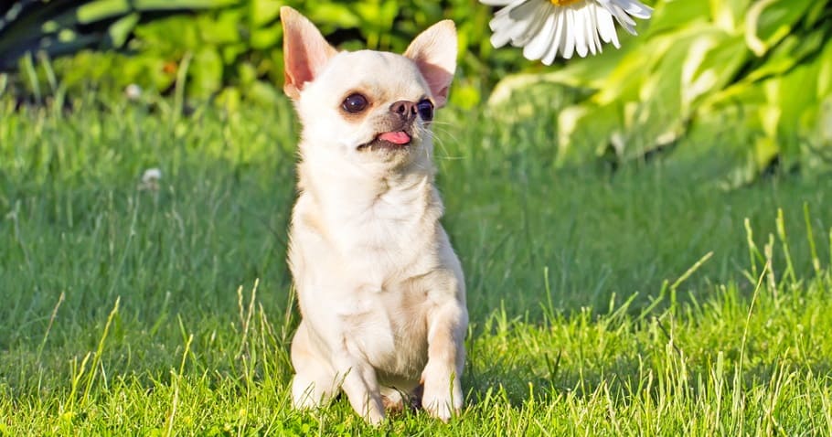 Chihuahua Growth Chart | Chihuahua Weight Chart & Size Chart