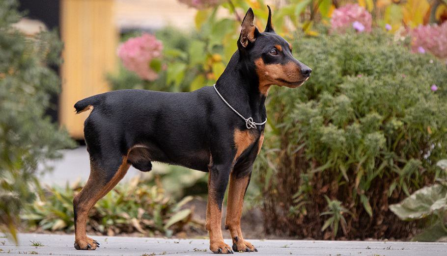 how much is a teacup doberman pinscher