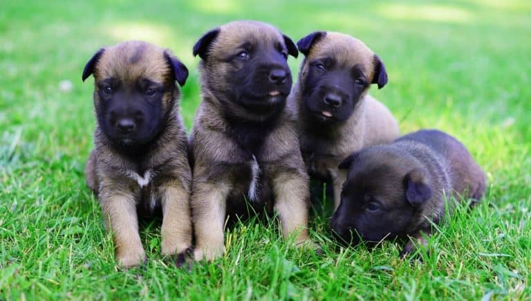 How Much To Feed A Belgian Malinois Puppy? 4 Week – 6 Week – 8 Week Old Belgian Malinois Puppies