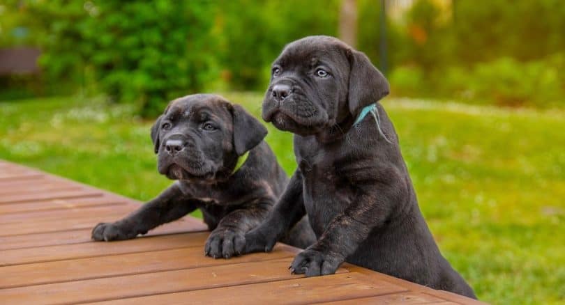 How Much To Feed A Cane Corso