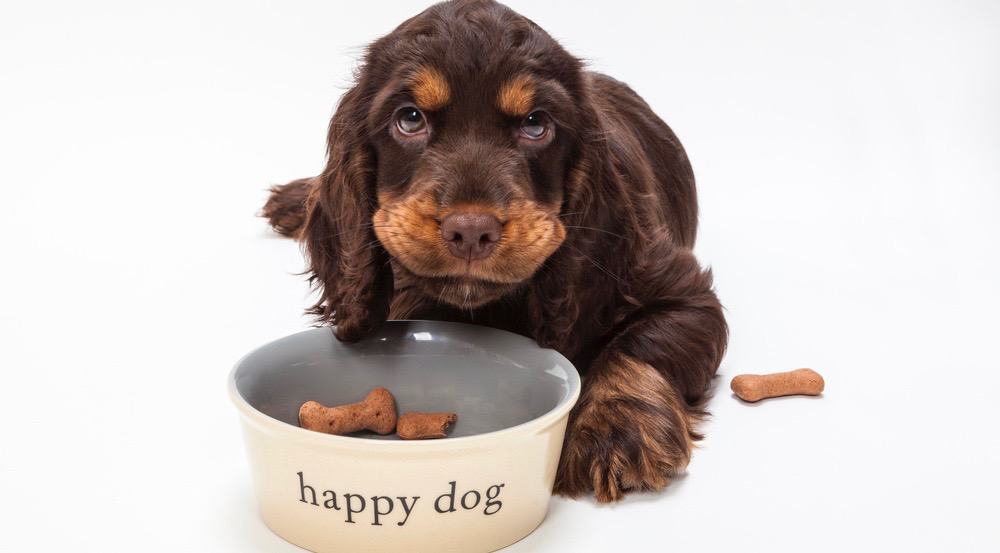 How Much To Feed A Cocker Spaniel Puppy