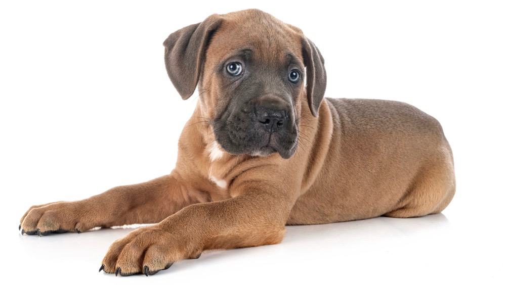 what do you feed a mastiff puppy