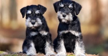 How Much To Feed Miniature Schnauzer