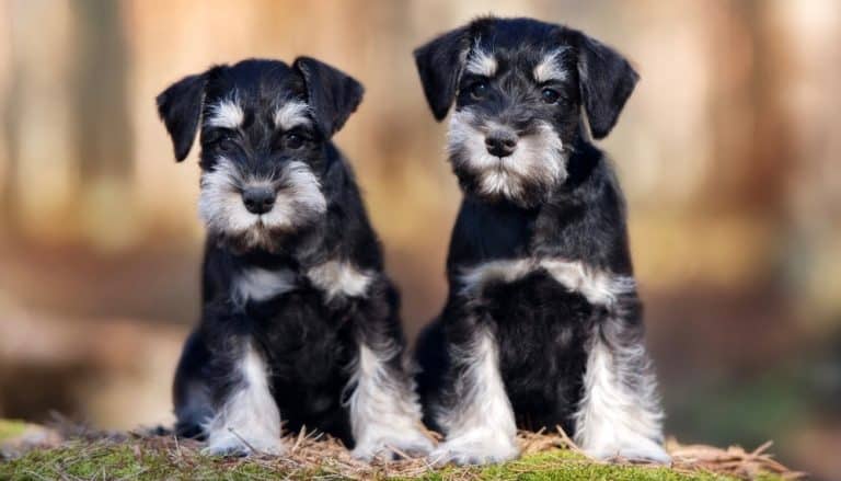 How Much To Feed A Miniature Schnauzer Puppy? 4 Week – 6 Week – 8 Week Old Miniature Schnauzer Puppies
