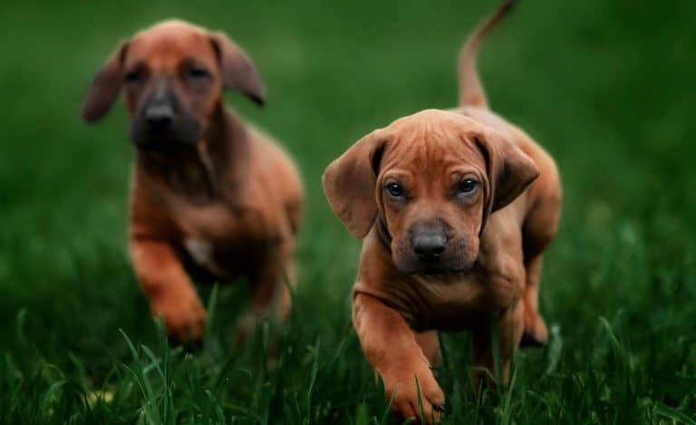 How Much To Feed A Rhodesian Ridgeback Puppy? Rhodesian Ridgeback Feeding Chart