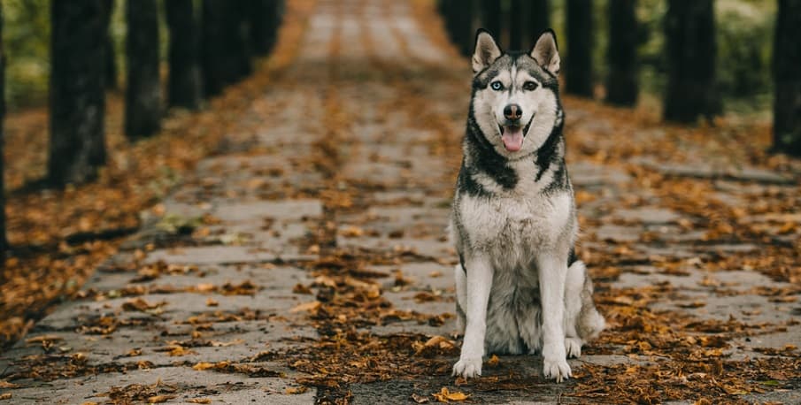 Husky Full Grown