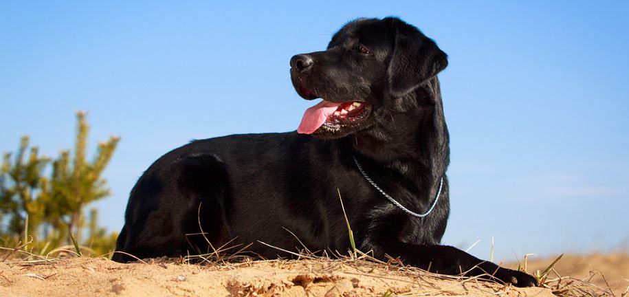 what age do female labradors stop growing