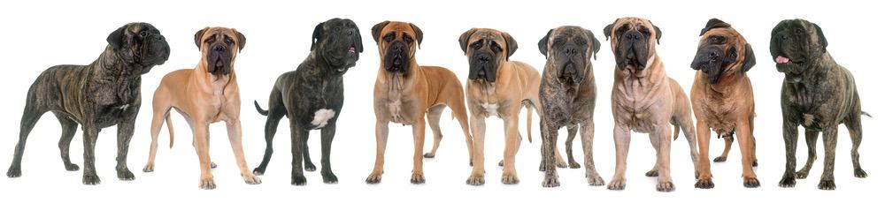 Mastiff Diet