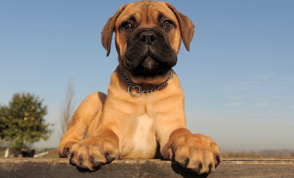 how much to feed a mastiff puppy