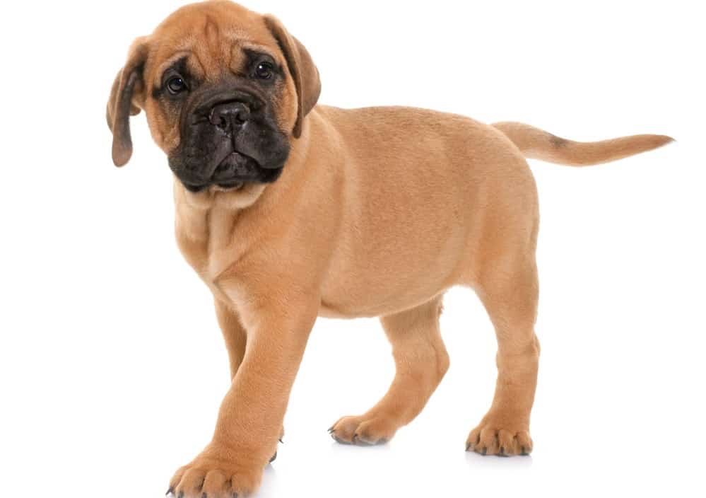 what to feed english mastiff puppy