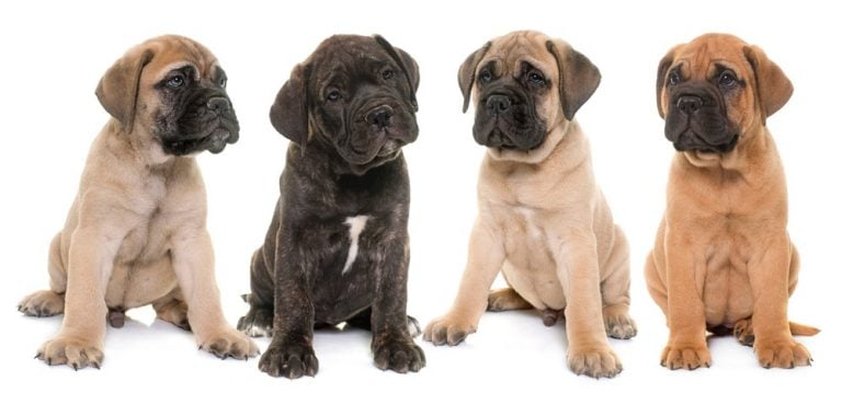 How Much To Feed A Mastiff Puppy? 4 Week – 6 Week – 8 Week Old Mastiff Puppies