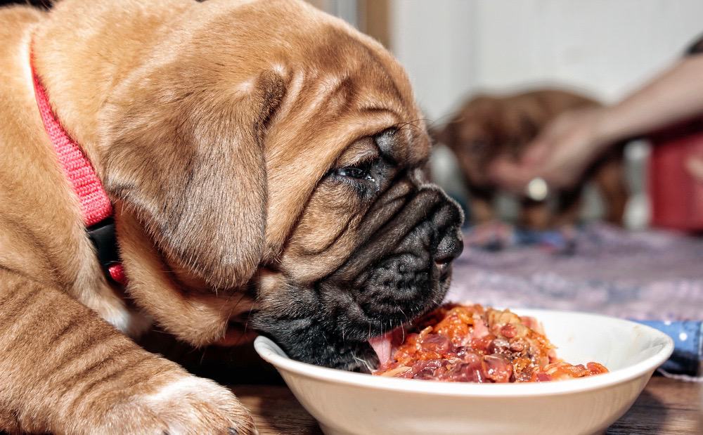 how much to feed a mastiff puppy