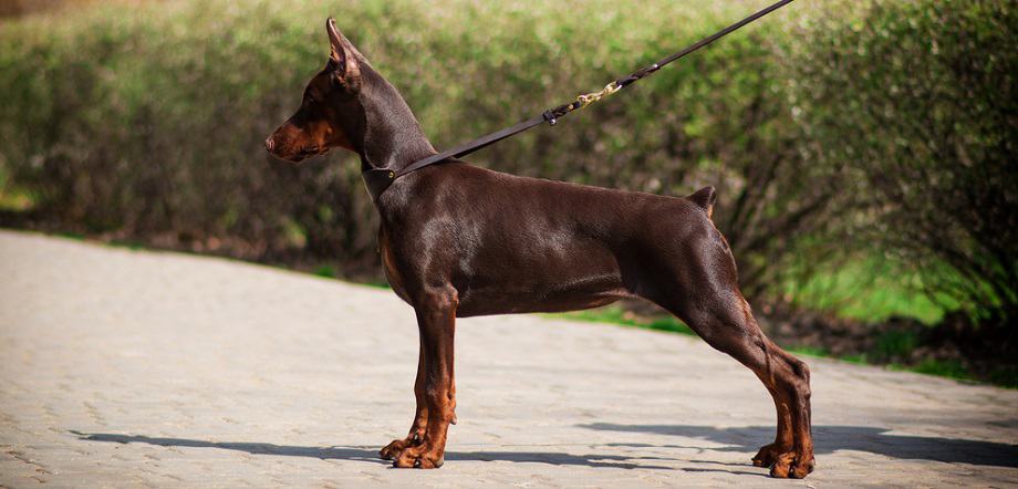 how much does a full grown doberman weight