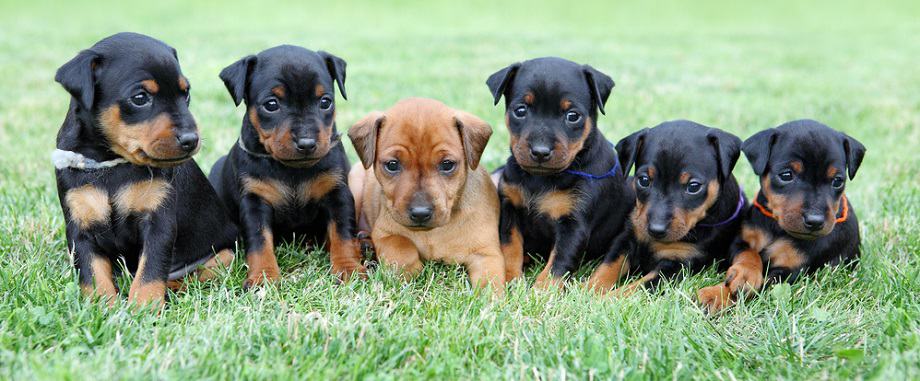 Miniature Pinscher Growth Factors