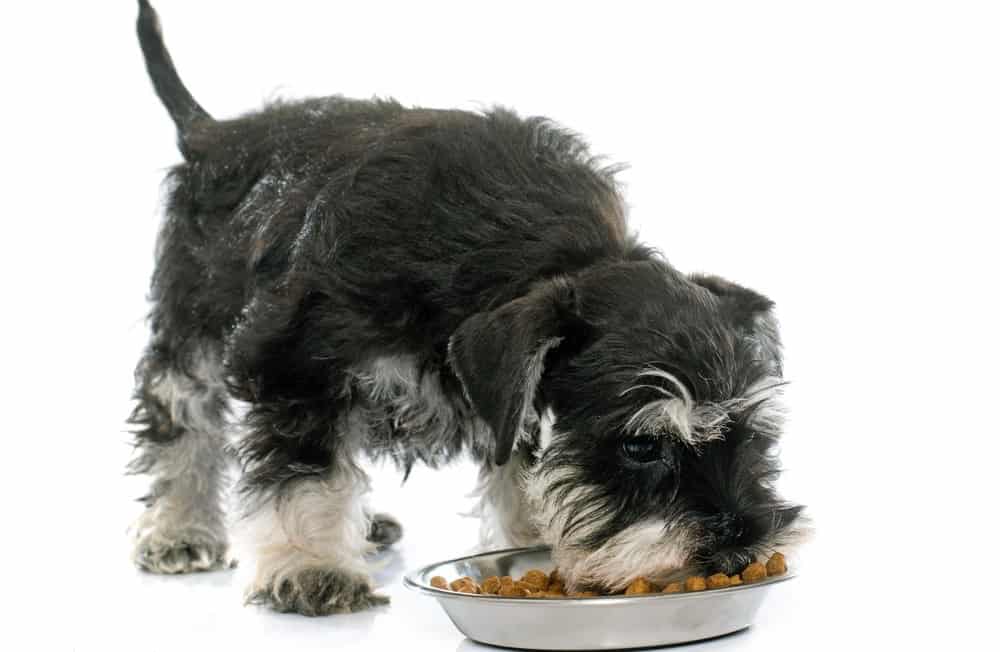 how much to feed 8 week old miniature schnauzer