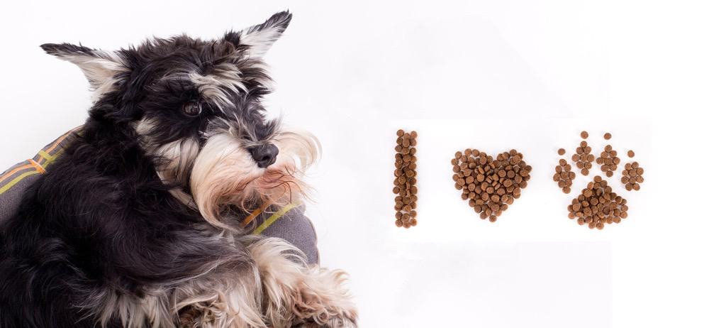 Miniature Schnauzer Feeding