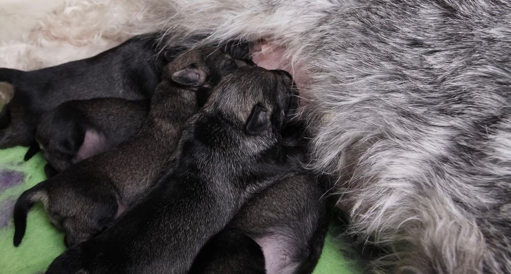 how much to feed 8 week old miniature schnauzer