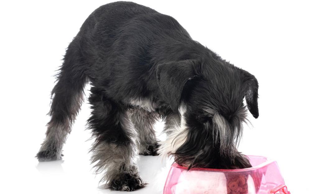 Miniature Schnauzer Puppy Diet