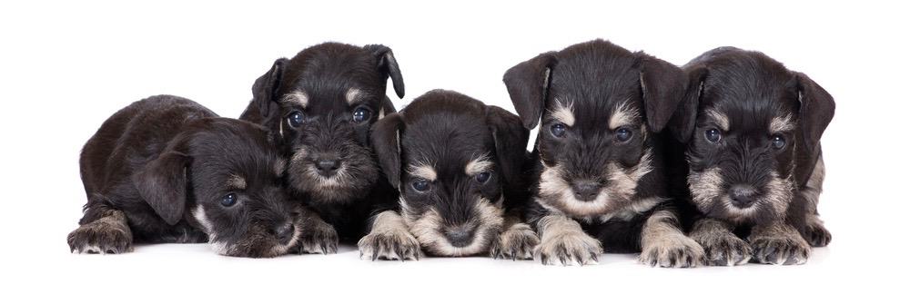 how much to feed 8 week old miniature schnauzer