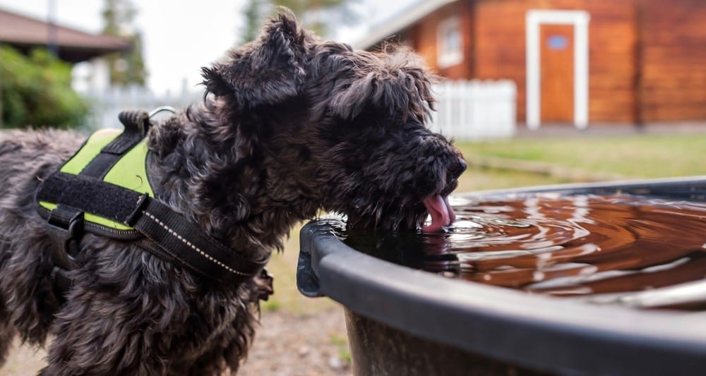 Miniature Schnauzer Puppy Food