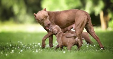 Pitbull Pregnancy Stages