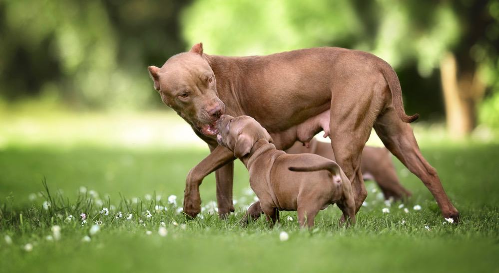 how can you tell a baby pitbull