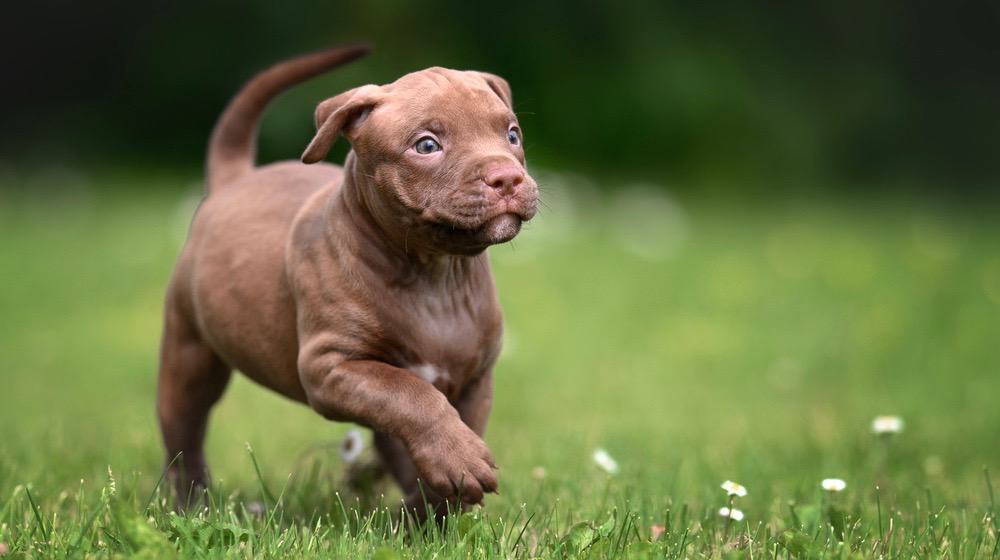 Pitbull Zwangerschapsstadia