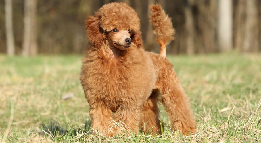 Poodle Full Grown