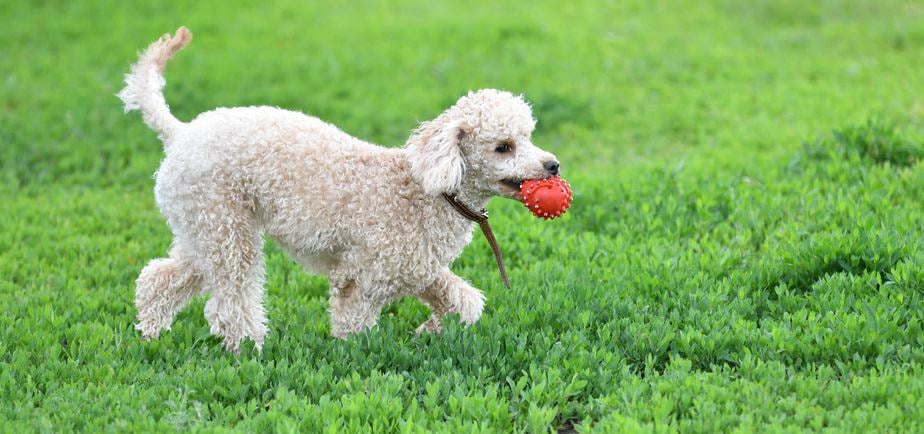 Poodle Growth Factors