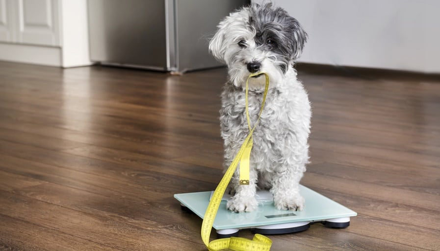 Poodle Weight Measurement