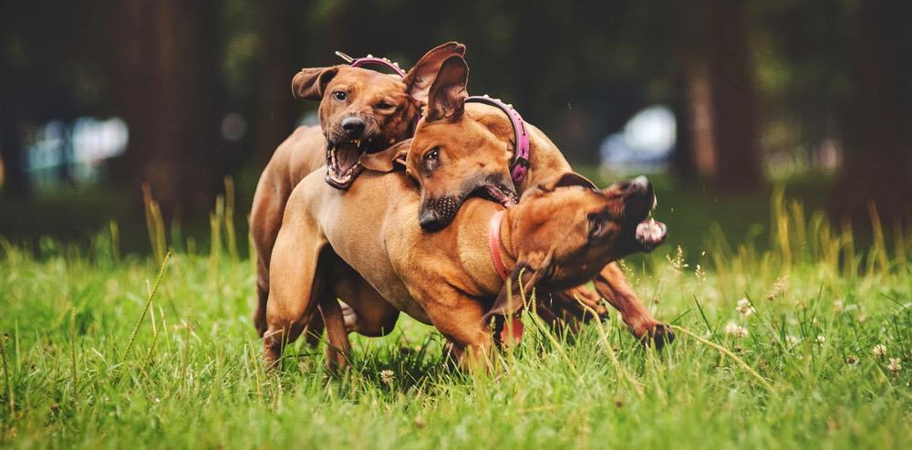 Rhodesian Ridgeback Diet