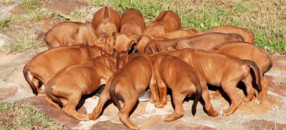 Rhodesian Ridgeback Puppy Feeding Chart