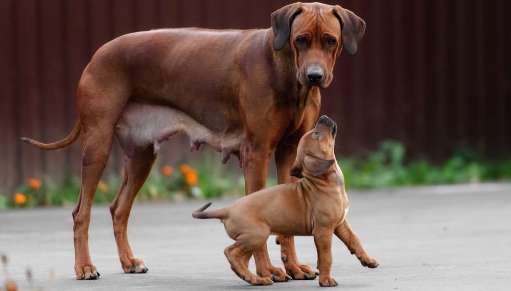 Rhodesian Ridgeback Puppy Feeding Schedule