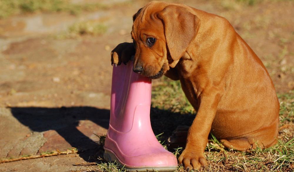 Rhodesian Ridgeback Puppy Food