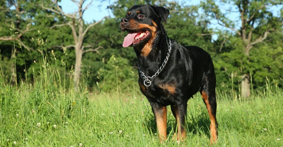 Rottweiler Weight BCS