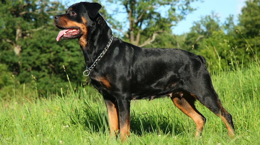 Rottweiler Full Grown