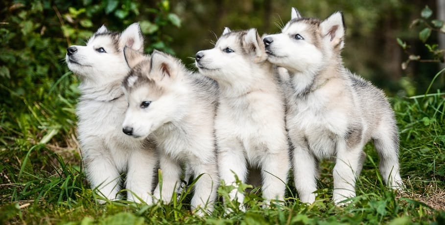 how many babies can a siberian husky have