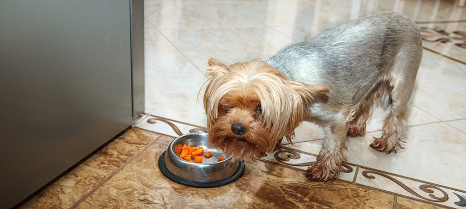 Yorkie Eating