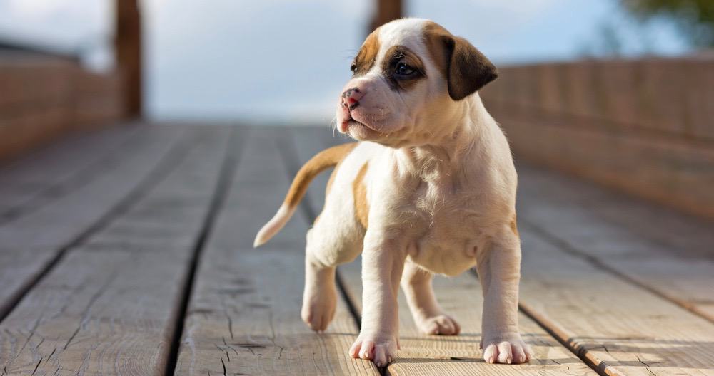American Staffordshire Terrier Puppy Weight Chart