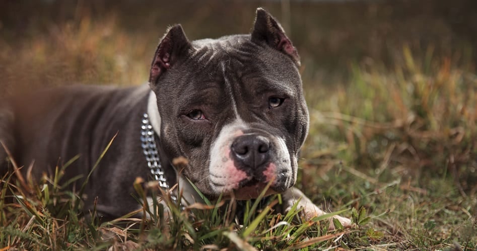 How Much Does An American Bully Cost - Dog Food Smart