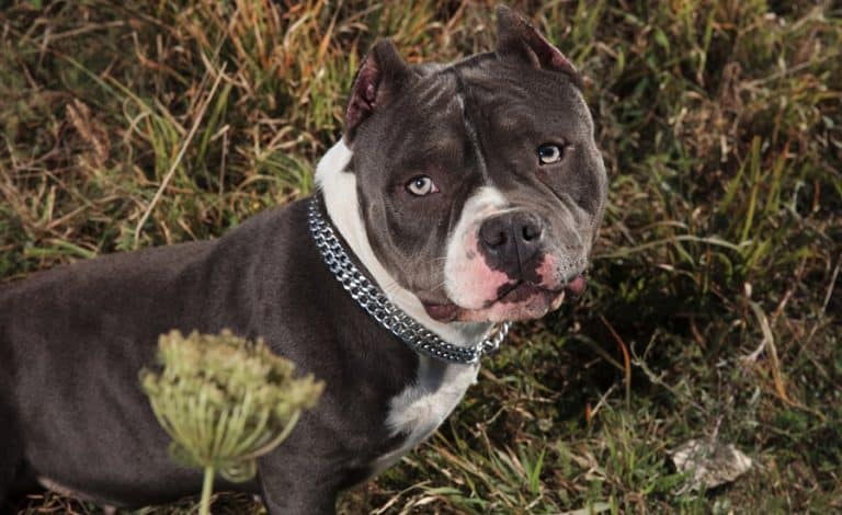 American Bully Price | How Much Does An American Bully Cost