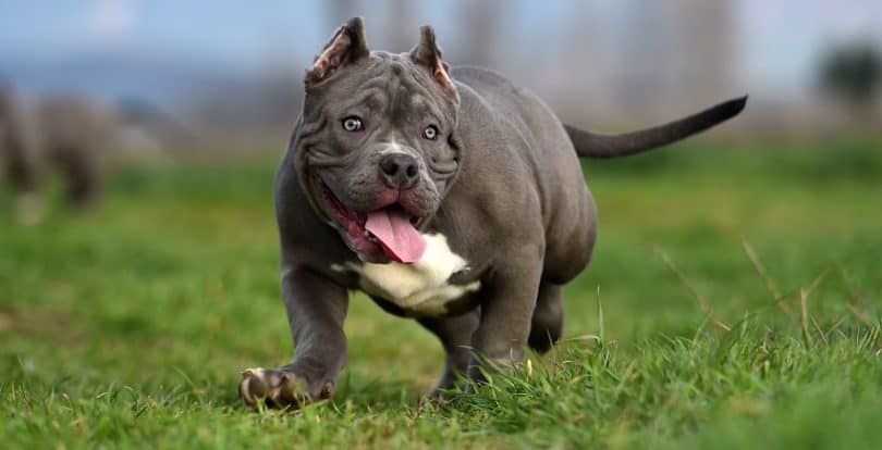 American Bully Price | How Much Does An American Bully Cost