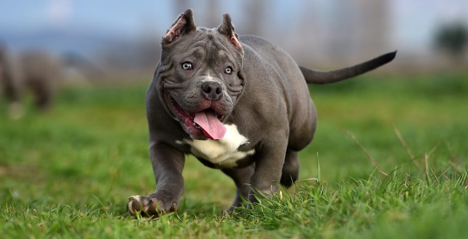 how much does an american bully dog cost