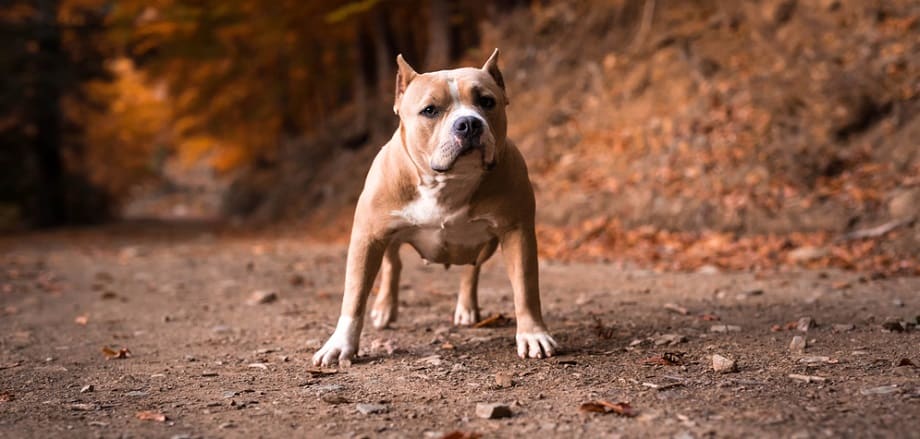 American Bully Treatment Cost