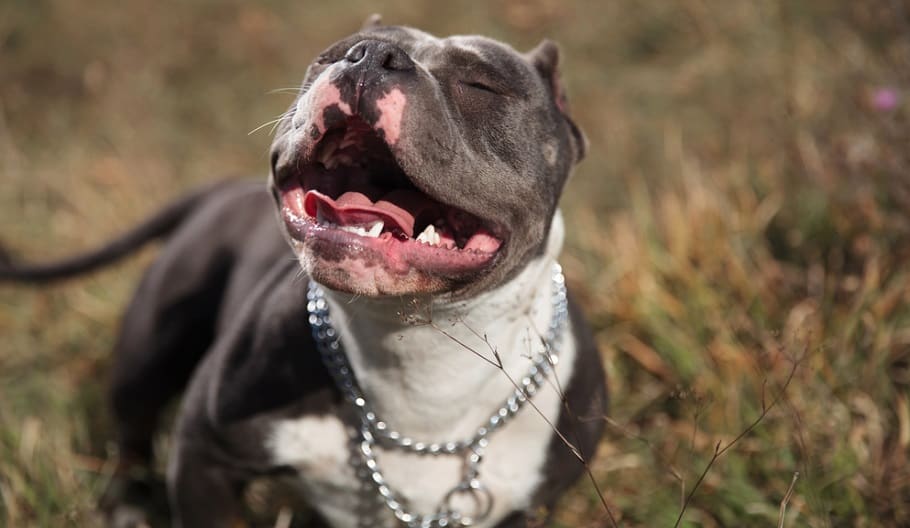 American Bully Where To Buy