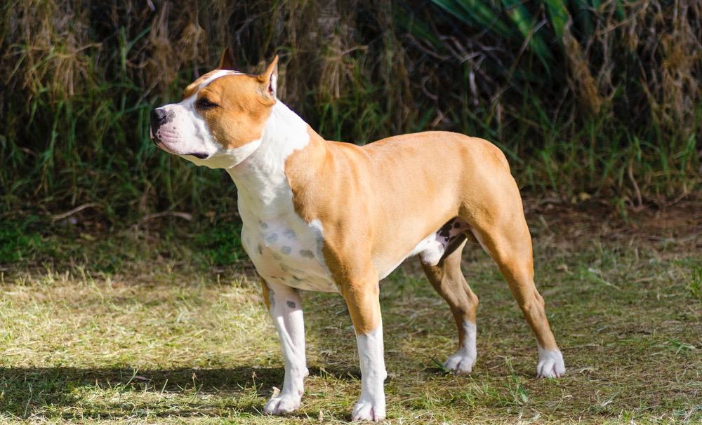 American Staffordshire Terrier Development