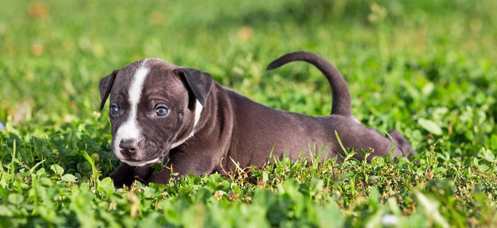 American Staffordshire Terrier Diet